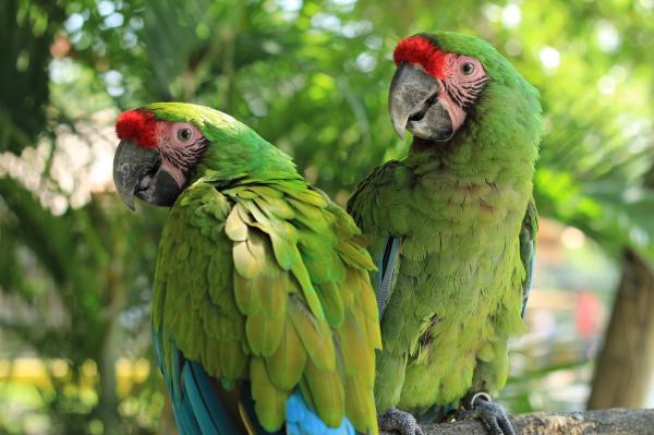 De 10 mest truede dyrene i Ecuador - Papagayo de Guayaquil