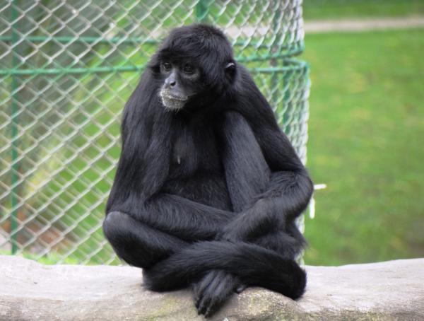 De 10 mest truede dyrene i Ecuador - Spider Monkey med svart hode