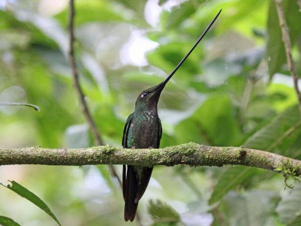 De 10 mest truede dyrene i Ecuador - Sverdregnet kolibri