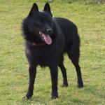 1630084858 119 Schipperke