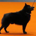 1630084858 125 Schipperke