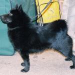 1630084858 175 Schipperke