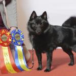 1630084858 176 Schipperke