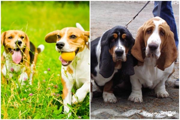 Forskjeller mellom beagle og bassethund - Hudens folder