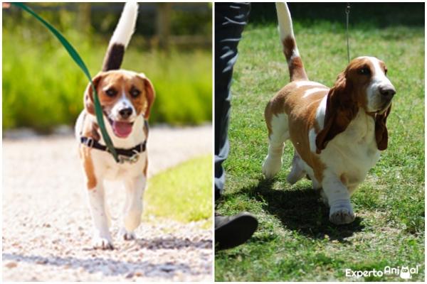 Forskjeller mellom beagle og bassethund - Kroppen