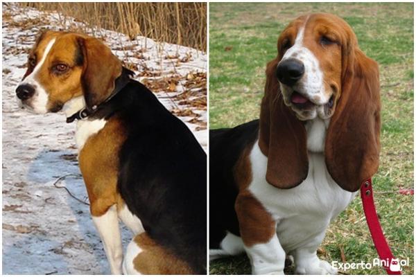 Forskjeller mellom beagle og bassethund - Ørene