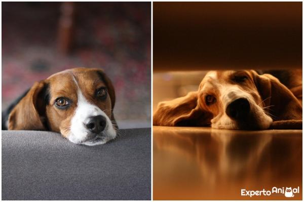 Forskjeller mellom beagle og bassethund - Karakteren