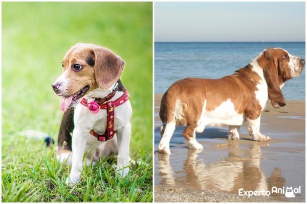 Forskjeller mellom beagle og bassethund - Fargen