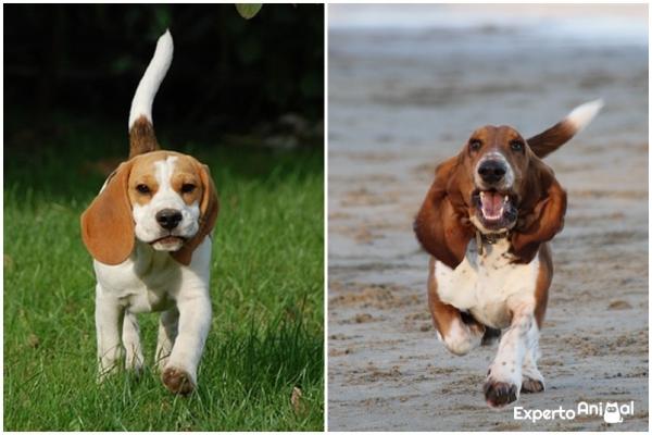 Forskjeller mellom beagle og basset hound - beagle og basset hound: to sjarmerende raser med noen likheter