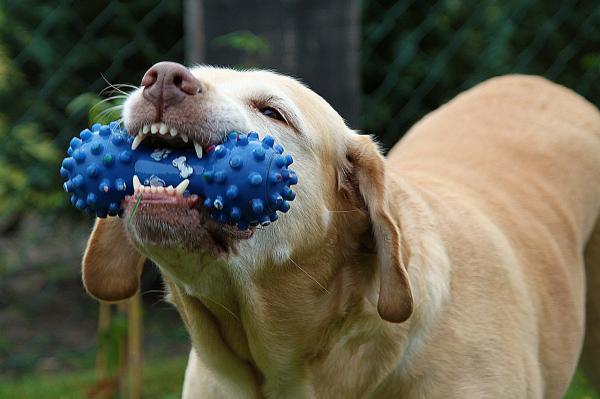 Hvorfor har hunden min leker?  - Hovedårsaken: en usikkerhet hos hunden din