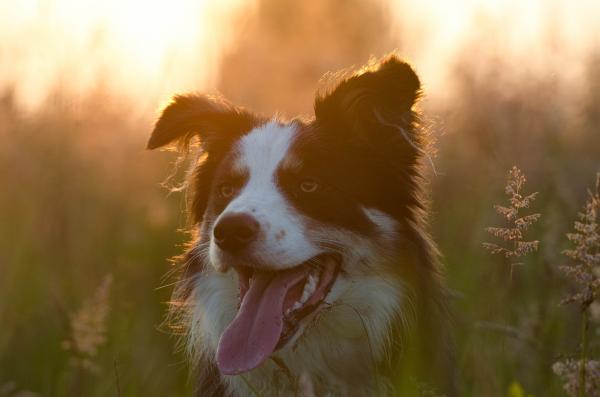 Hvordan hunder tenker - hundeopplæring