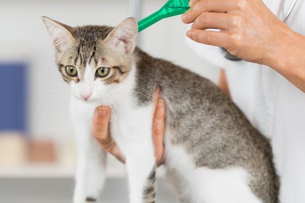 Pipetter for katter - hvordan de fungerer, dosering og bivirkninger - Hvor ofte skal jeg pipette en katt?