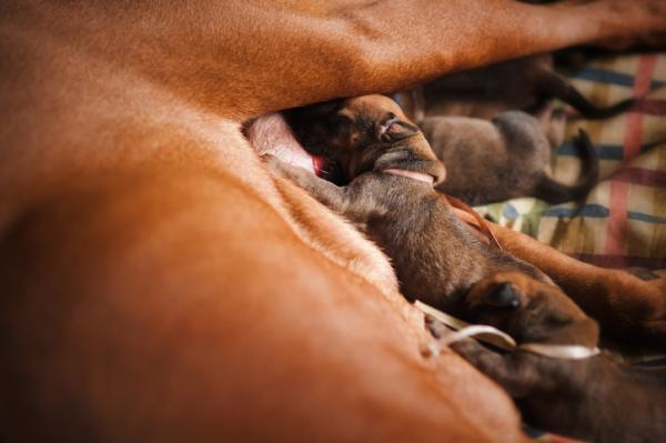 Hvordan blir hunder født?  - Hva spiser nyfødte hunder og mor?