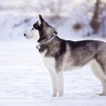 1630128485 486 sibirsk husky