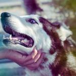 1630128486 146 sibirsk husky