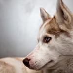 1630128486 497 sibirsk husky