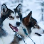 1630128486 49 sibirsk husky