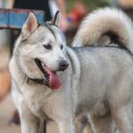 1630128486 528 sibirsk husky