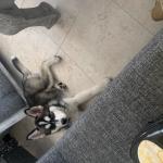 1630128486 704 sibirsk husky