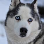 1630128486 709 sibirsk husky