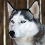 1630128486 771 sibirsk husky