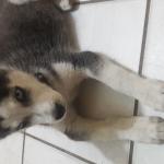 1630128486 799 sibirsk husky