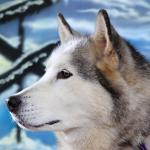 1630128486 805 sibirsk husky