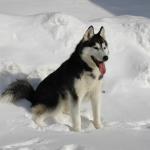 1630128486 851 sibirsk husky