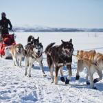 1630128486 999 sibirsk husky