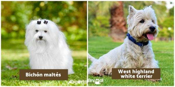 Forskjeller mellom Westie og Maltese - Fysiske forskjeller mellom Westie og Maltese