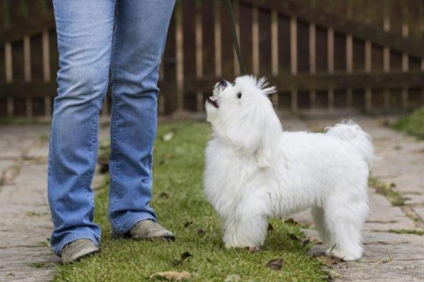 Hvordan få hunden min til å ta hensyn til meg?  - Hvordan lære en hund å ta hensyn?