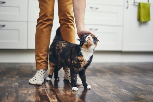 Psykologisk graviditet hos katter - Symptomer, årsaker og behandling - Årsaker til psykologisk graviditet hos katter