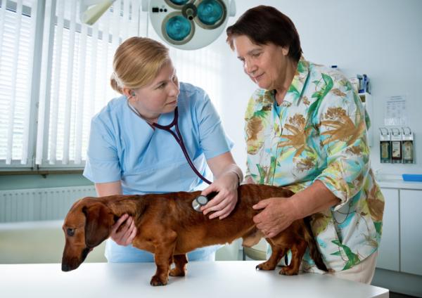 Feber hos hunder - årsaker, symptomer og behandling - behandling for feber hos hunder