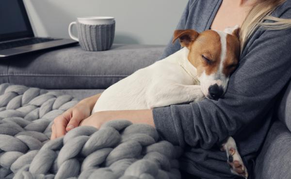 Feber hos hunder - årsaker, symptomer og behandling - Hvilken temperatur regnes som feber hos hunder?