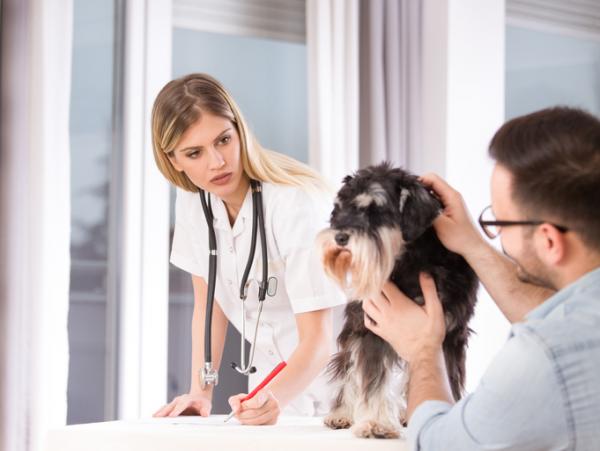 Feber hos hunder - årsaker, symptomer og behandling - forebygging av feber hos hunder 
