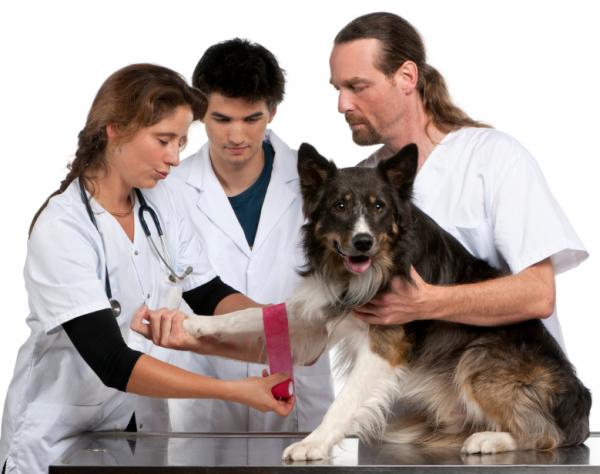 Prevensjonsmetoder for hunder - Kirurgiske prevensjonsmetoder for hunder