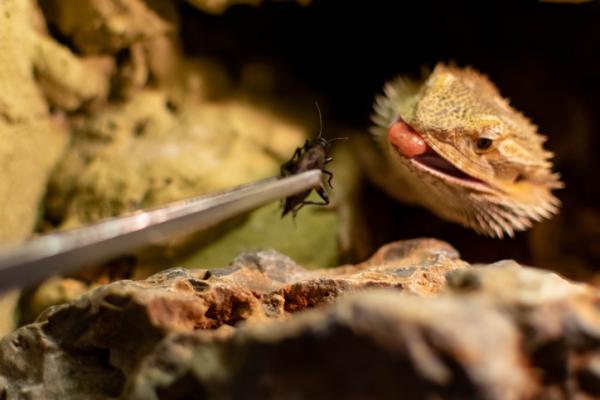 Omsorg for den skjeggete dragen eller Pogona vitticeps - Fôring av den skjeggete dragen