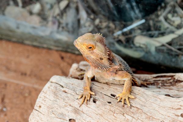 Bearded dragon or Pogona vitticeps care - Hvordan forberede jeg det skjeggete dragonterrariet?