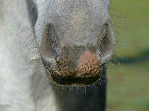 Hestenes språk - Halen og munnen 