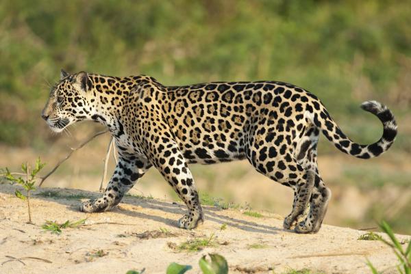 Hvorfor er jaguaren i fare for å bli utryddet?  - Hvor mange jaguarer er igjen i verden? 