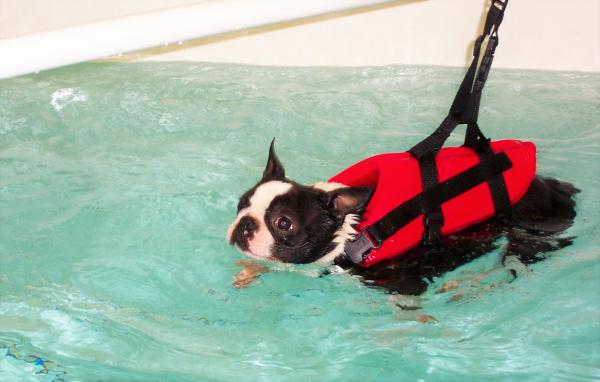 Hundebasseng i Barcelona - Hydroterapi