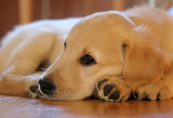 Golden Retriever hundesykdommer - andre arvelige Golden Retriever sykdommer