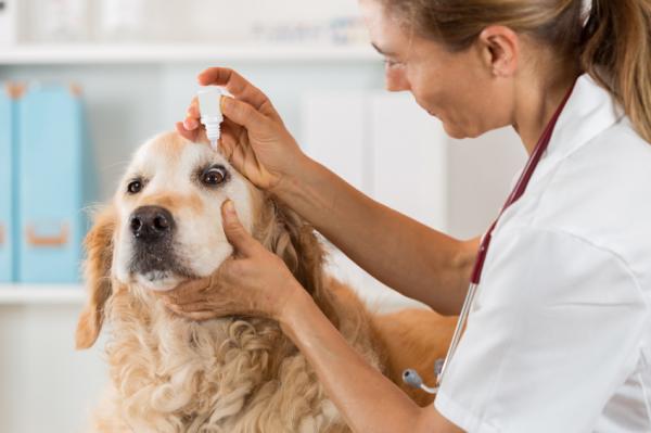 Sykdommer hos golden retrieverhunder - Øyesykdommer hos golden retriever