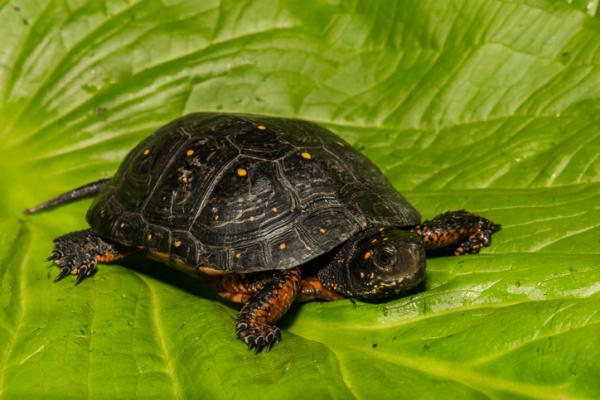 Kjæledyrskildpadden - Typer kjæledyrs vannskilpadder
