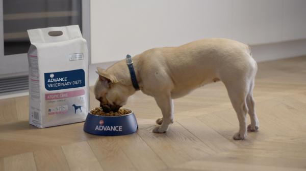 Mat til hunder med atopisk dermatitt - Hva skal man ta i betraktning når man velger fôr til hunder med CAD?