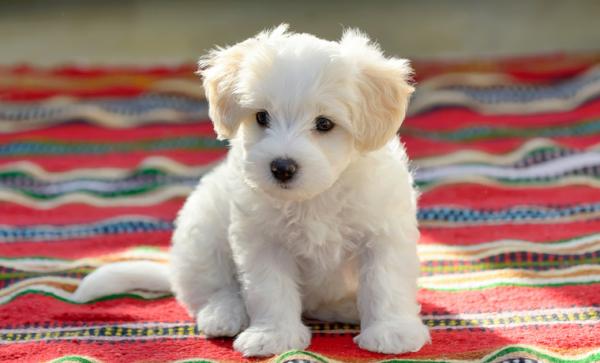 Maltesiske Bichon -navn - Flere navn på maltesiske Bichon -hunder