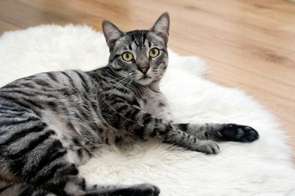 Mastitt hos katter - Symptomer og behandling - Mastittbehandling