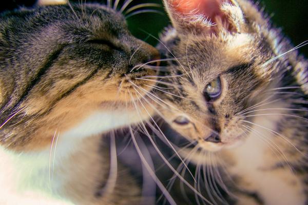 Mastitt hos katter - Symptomer og behandling - Mastitt symptomer