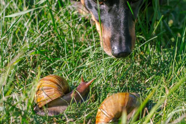 Hva skjer hvis hunden min spiser en snegl?  - Generelle anbefalinger for å forhindre at hunden din spiser snegler