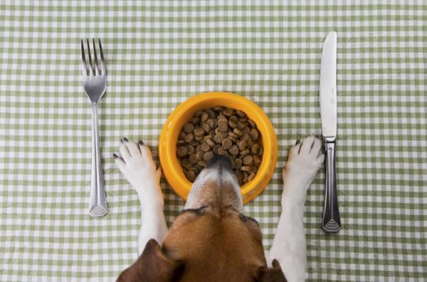 Hvor mange ganger bør en hund spise om dagen?  - Hvordan velge et godt hundefôr?